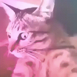 gfycat.com