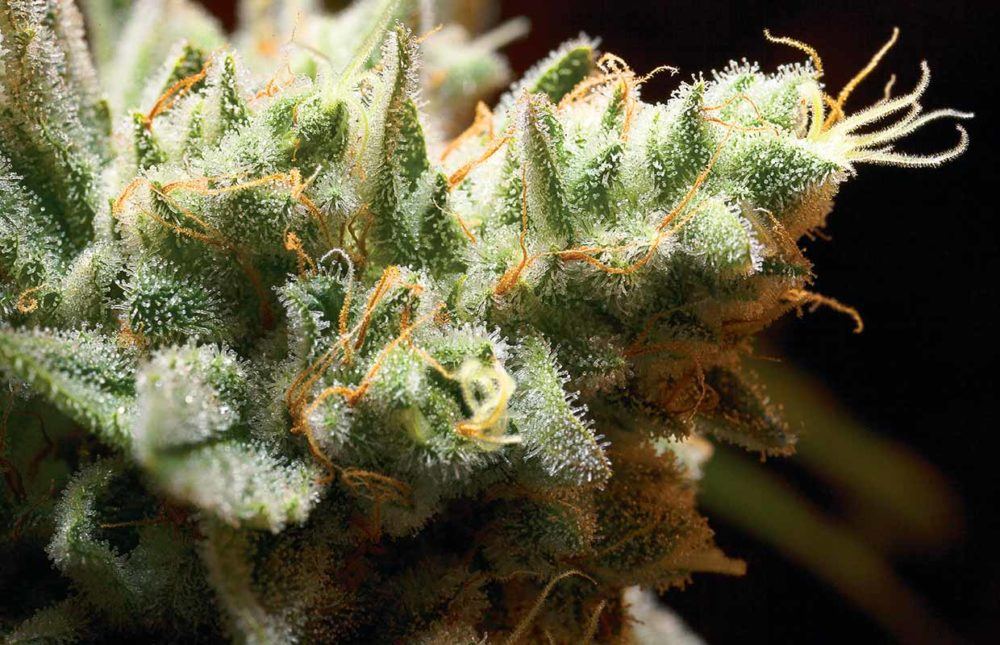 cannabisnow.com