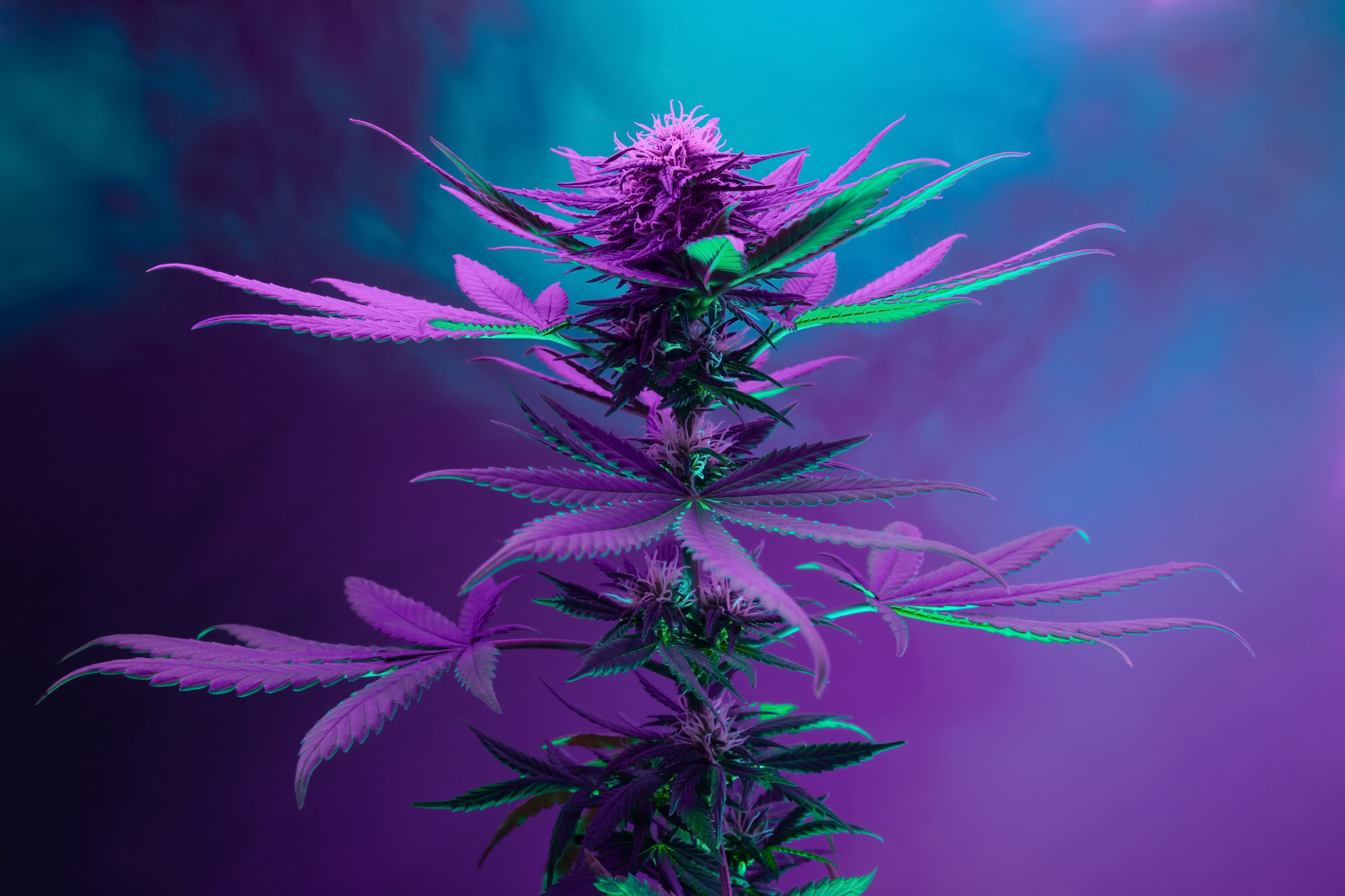 How Does Green Light Affect Cannabis Plants?