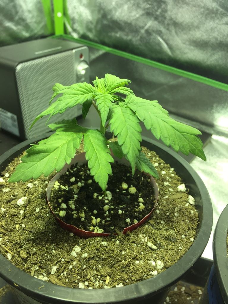 420-magazine-mobile1501523168.jpg