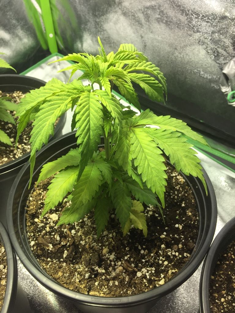 420-magazine-mobile992481847.jpg