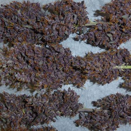 growdiaries.com