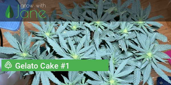 growithjane.com