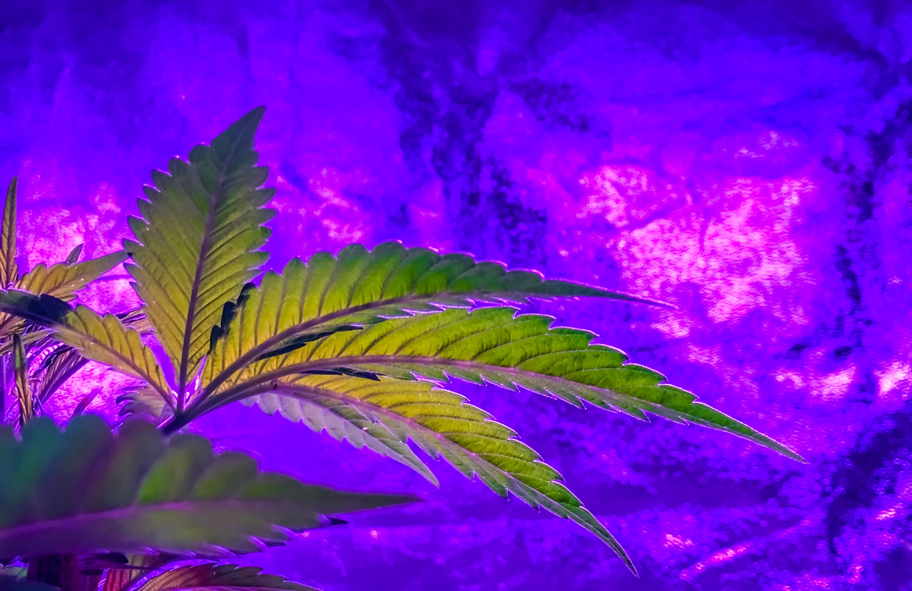 How Much Green Light to Use for Cannabis?