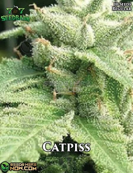 seedsherenow.com