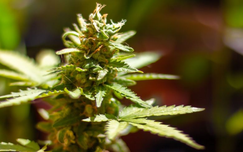 www.growbarato.net