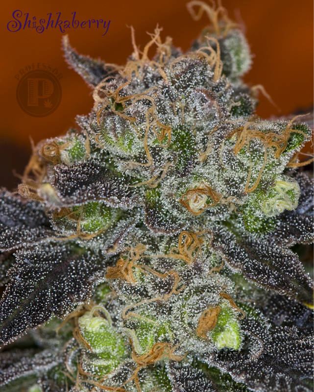 Shishkaberry2.jpg