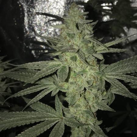 growdiaries.com
