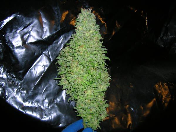 Harvest_025.jpg