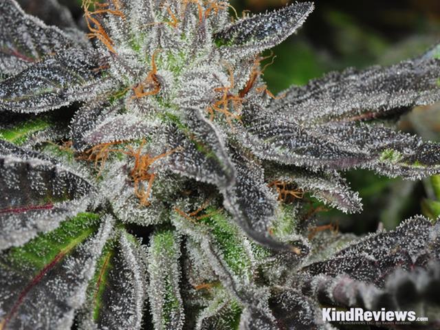 potguide.com