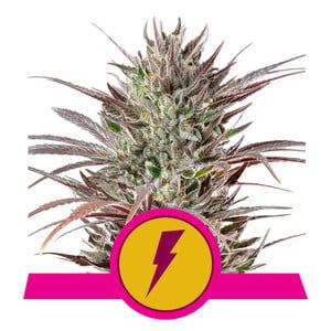 www.royalqueenseeds.com
