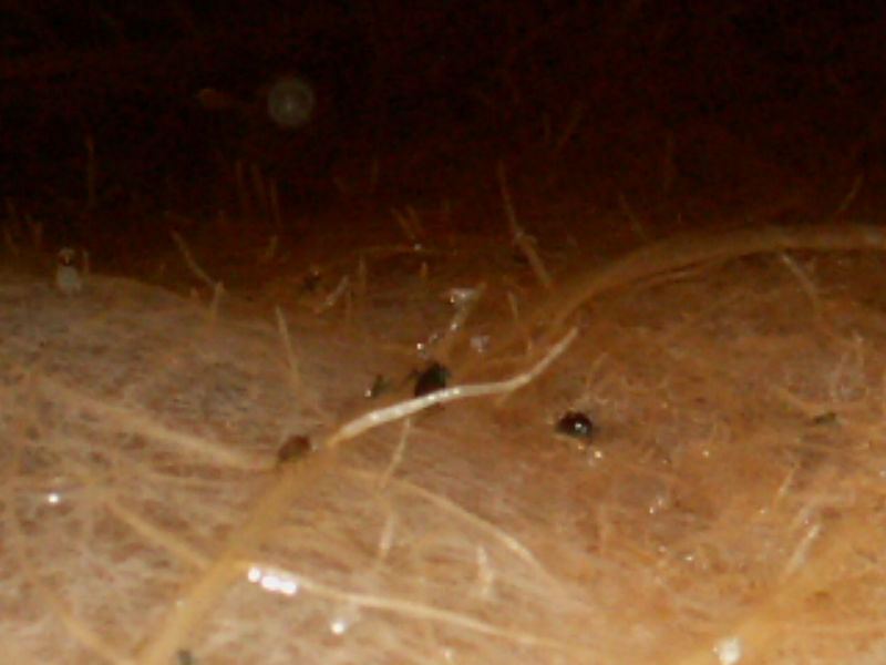 11570PICT0371.JPG