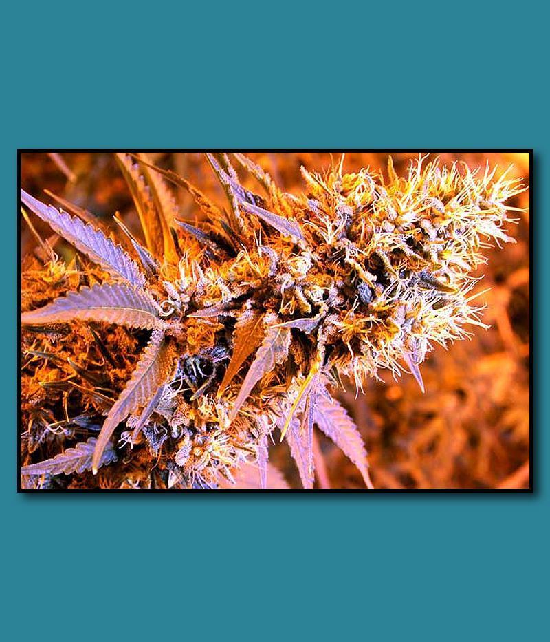 blue_orca_haze_2_firestax.jpg