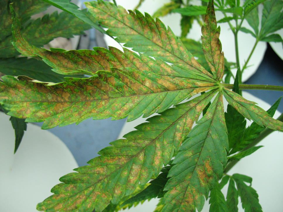 www.marijuana-seeds.nl