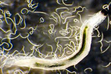 nematodes-attack.jpg