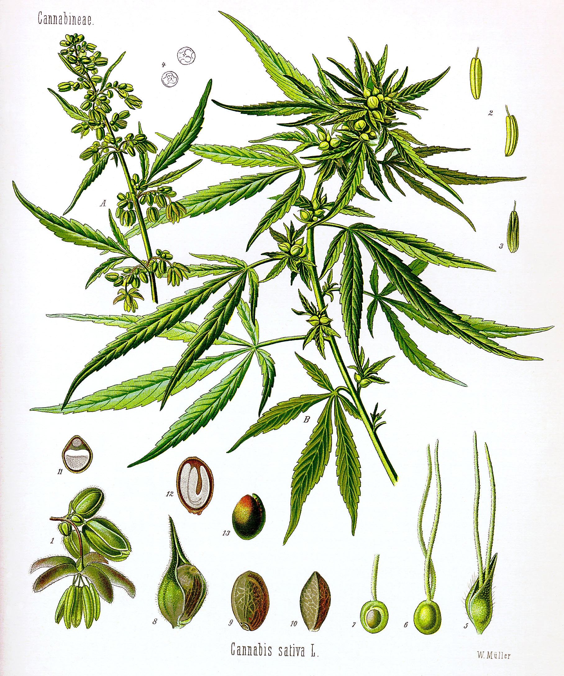 Cannabis_sativa_Koehler_drawing.jpg