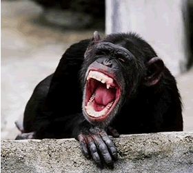 chimp.gif