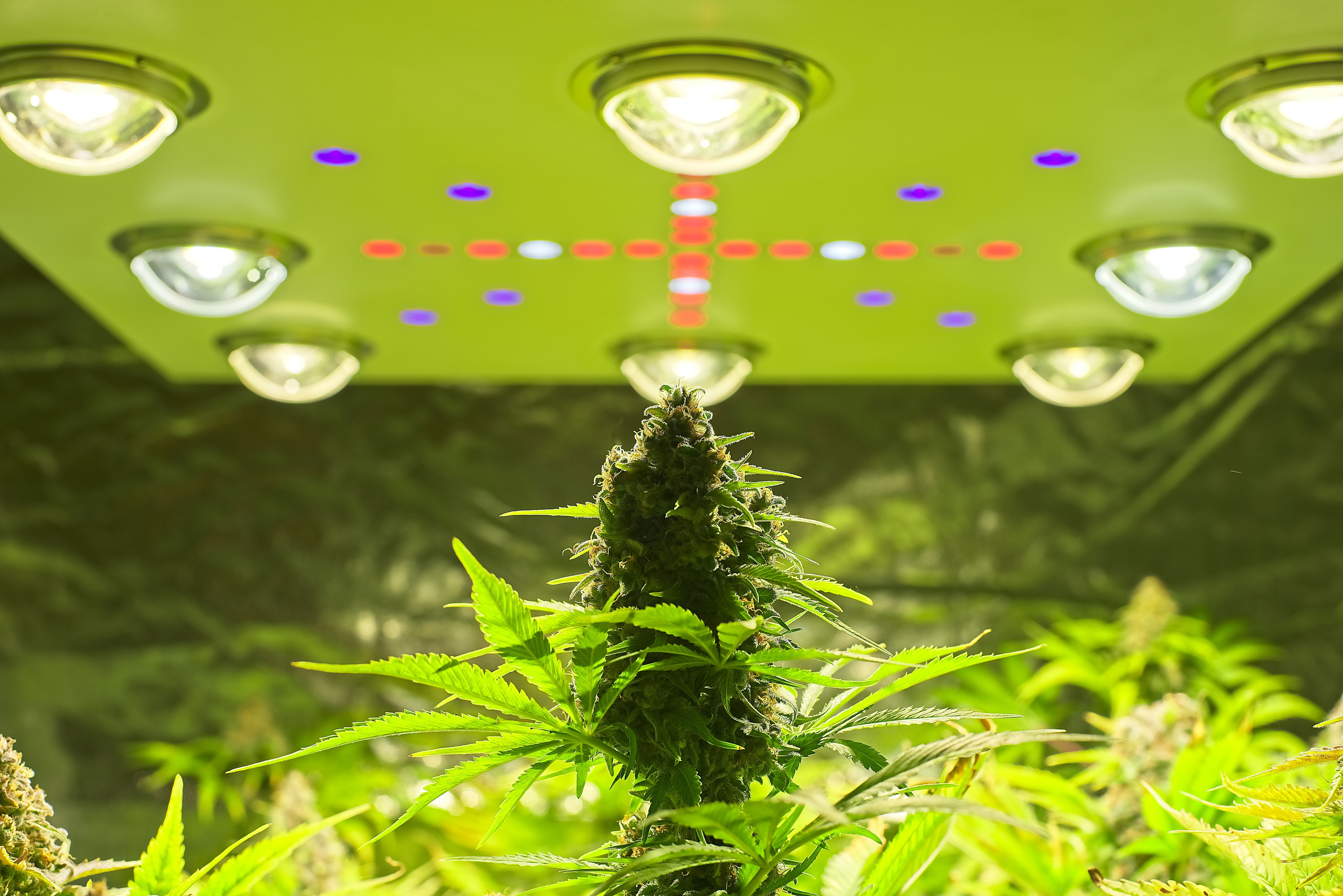 Does Green Light Affect Cannabis Growth?