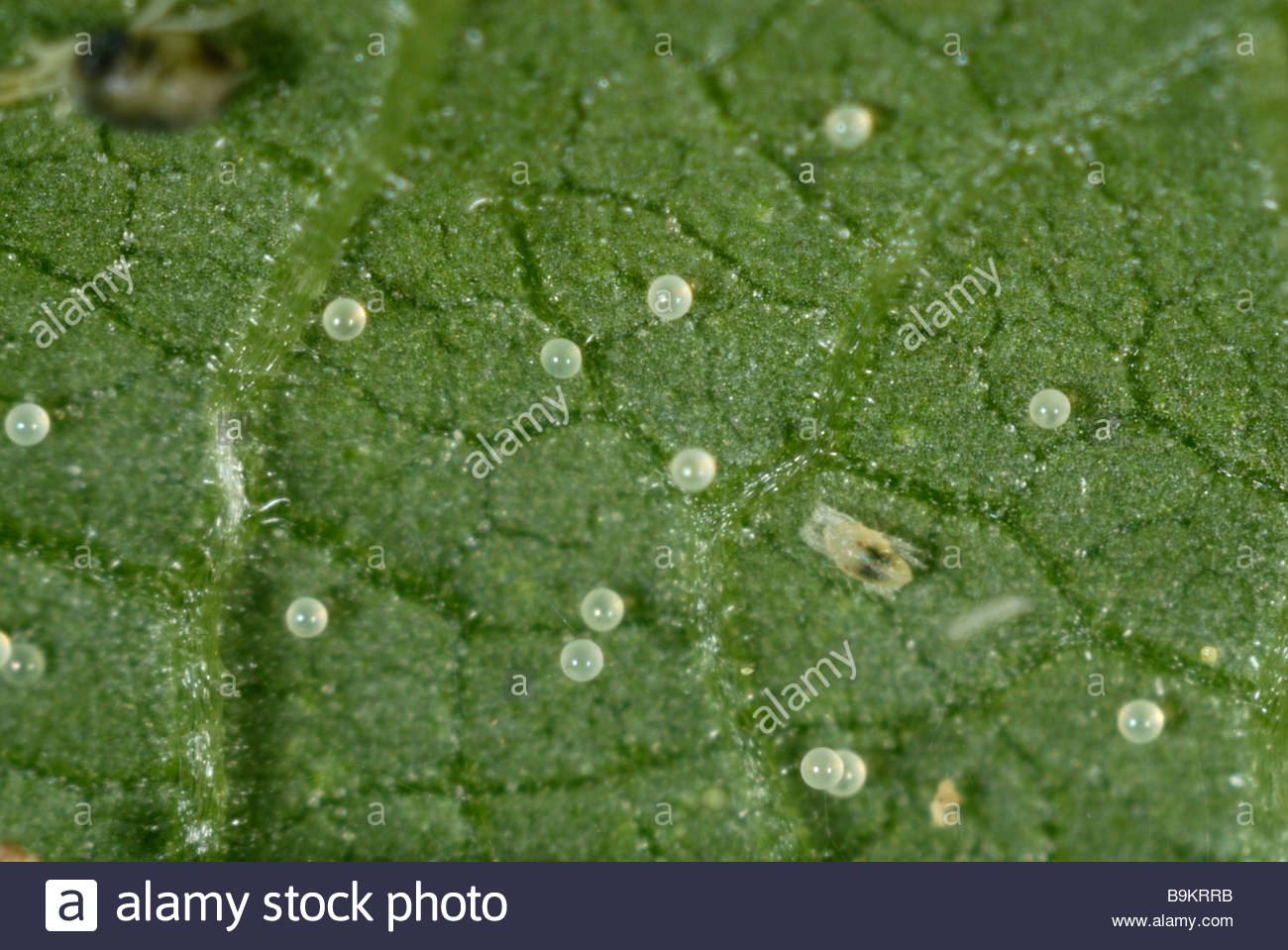 two-spotted-spider-mite-eggs-tetranychus-urticae-on-a-plant-leaf-surface-B9KRRB.jpg