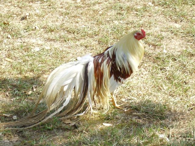 f046494b_44102_chicken_chat_006.jpeg