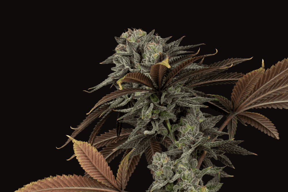 dirtybirdgenetics.com