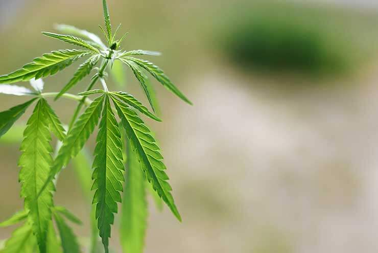 www.sunwestgenetics.com
