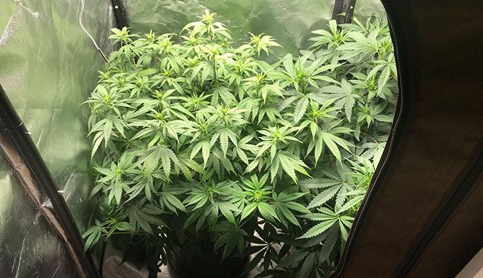 AllPlantsstartWk10.jpg