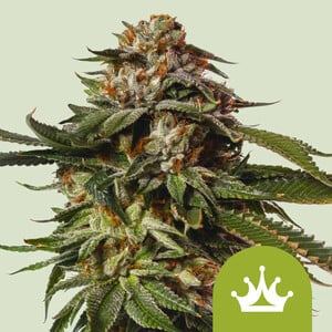 www.royalqueenseeds.com