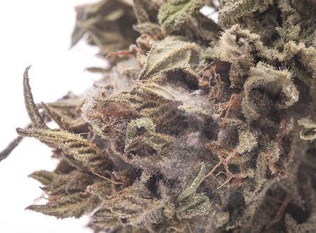 moldybud_8406-1024x755.jpg