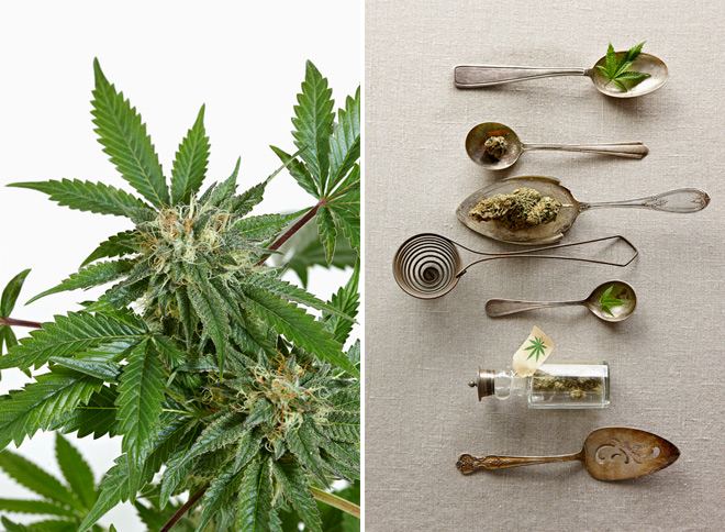 Marijuanablog_23.jpg