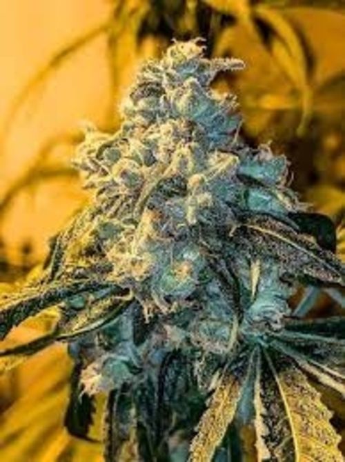 frostygardens.com