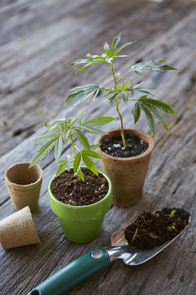 marijuana2_blog01.jpg