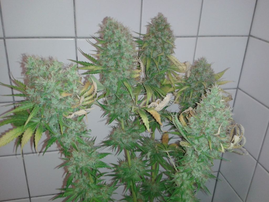 sbc0.jpg