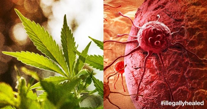 cannabis-vs-cancer-2016%5B1%5D.jpg