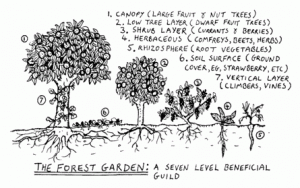 forest_garden_courtesy_my_urgan_gardenercom.gif