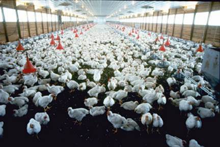 poultry_production1.jpg