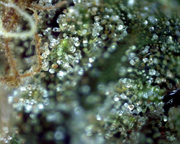weezard-albums-turning-trichs-ambersand-%3B-%7D-picture269196-g13-led-trich-first-no-uvb-exposure-they-really-get-thick-they-not-being-fried-they-forming.jpg