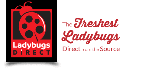 www.ladybugsdirect.com