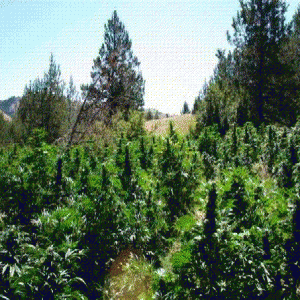 outdoor-marijuana-garden-300x300.gif