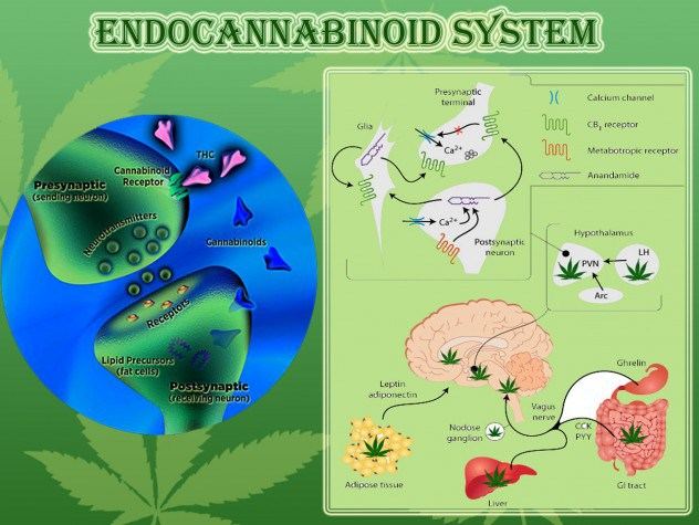 Endocannabinoid-System-e1381159921173.jpg