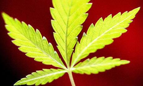 cannabis-leaf-460x276.jpg