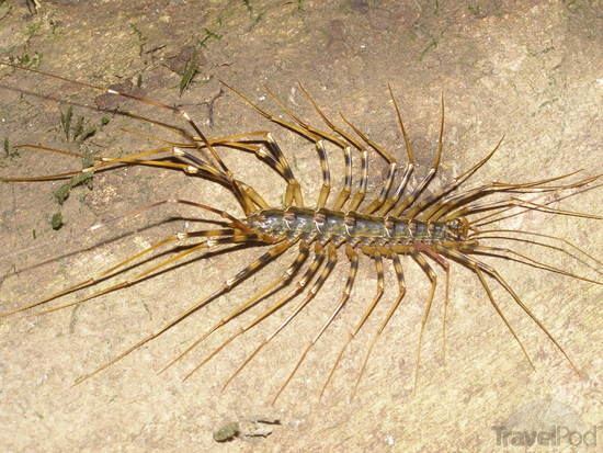 centipede-the-dangerous-kind-bilit.jpg