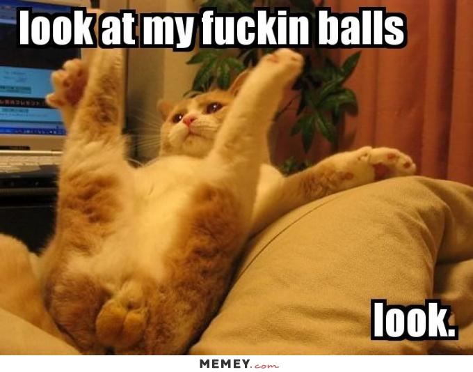 funny-cat-testicles.jpg