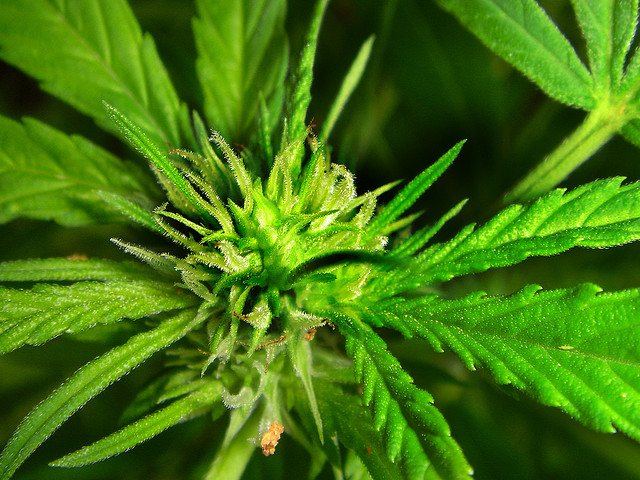 marijuana-plant-bud-macro.jpg