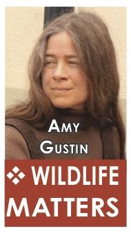 Amy-Gustin-column-badge.jpg