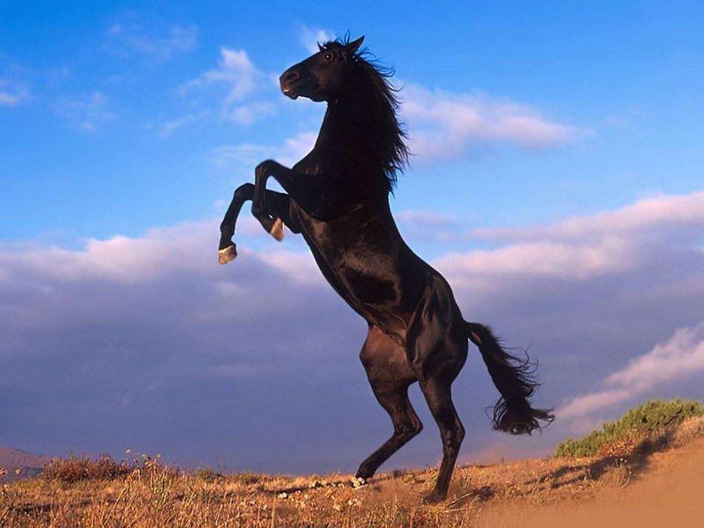 black-stallion-rearing1.jpg