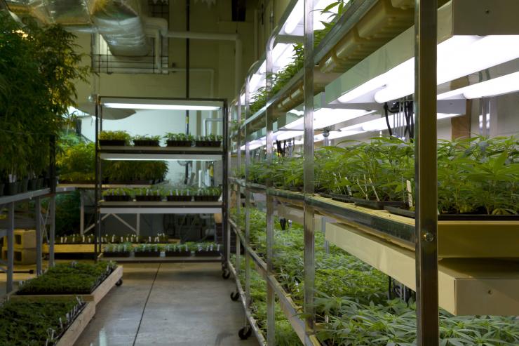 government-marijuana-farm-lab.jpg