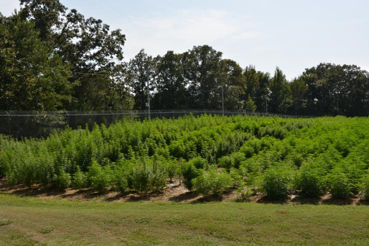 government-marijuana-farm-outdoor.jpg