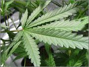 healthy_marijuana_leaf.jpg