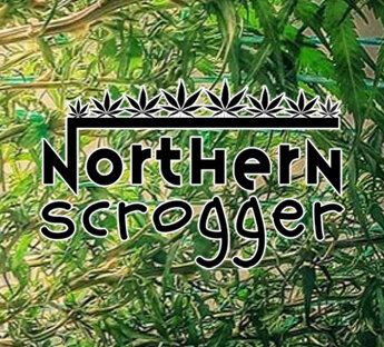 www.northernscrogger.com